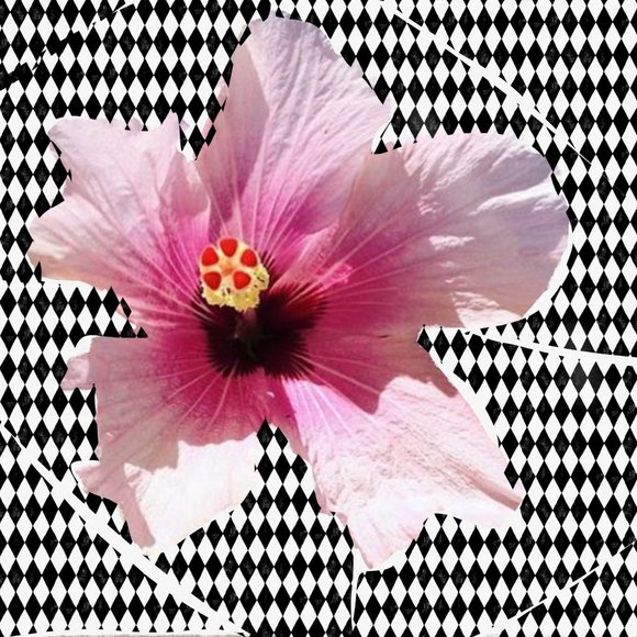 Meet your Posher, Amy - Picture 1 of 1